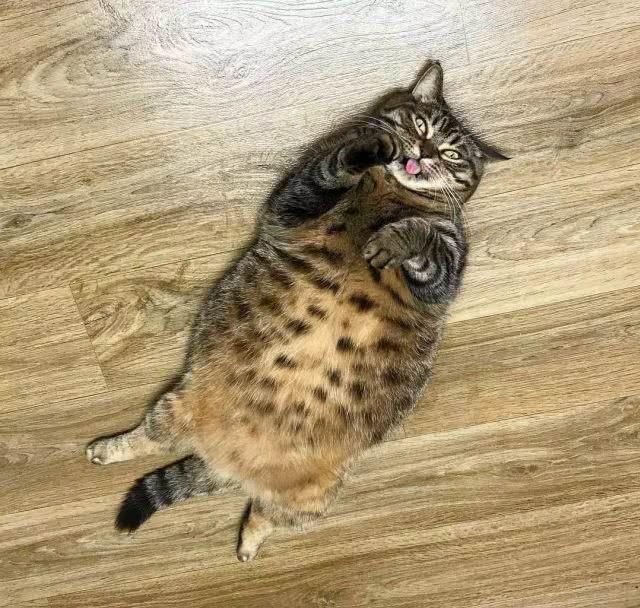 最适合家养的猫排名橘猫,最胖的品种猫排名