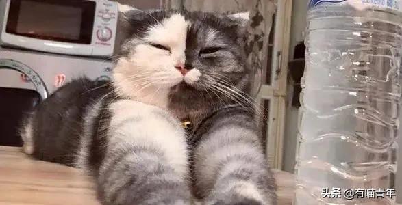 喷墨机为何突然对猫下此毒手?