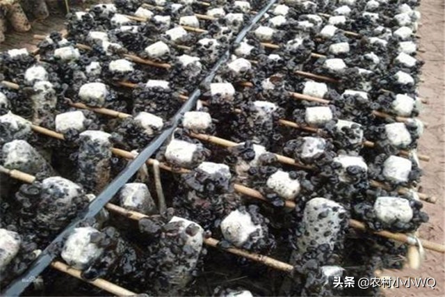 木耳种植技术和栽培方法,木耳种植技术全过程