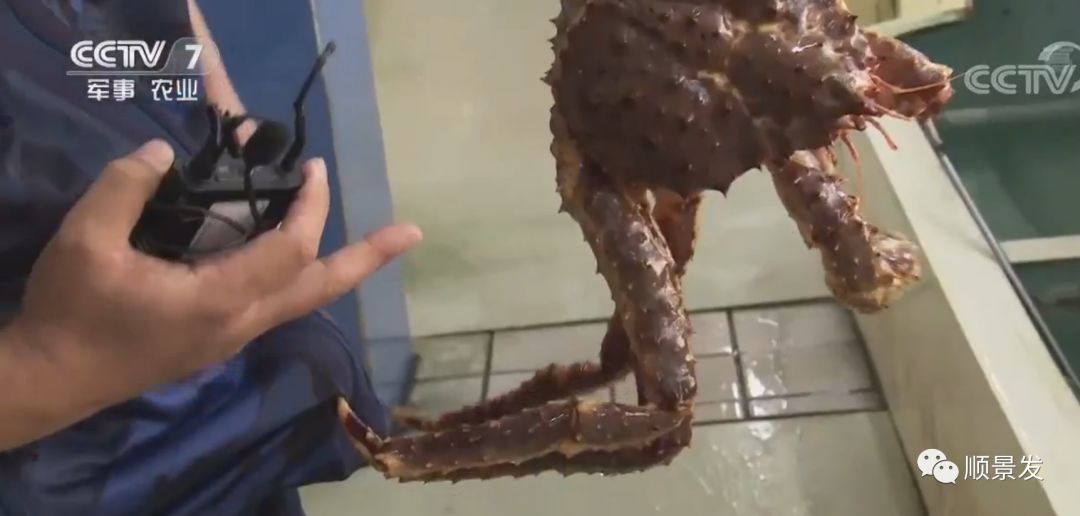 春节期间进口海鲜市场调查，最热销的是哪个？