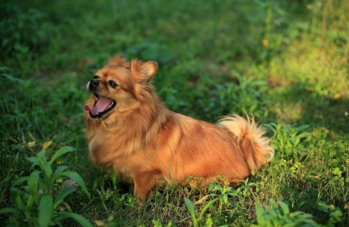 狗狗舌头溃疡用什么药,狗狗溃疡吃什么食物好得快
