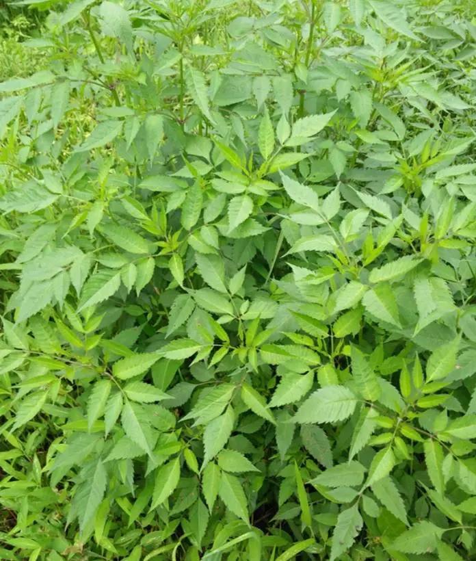 院子里有杂草适合养什么,庭院清除杂草的最佳方法