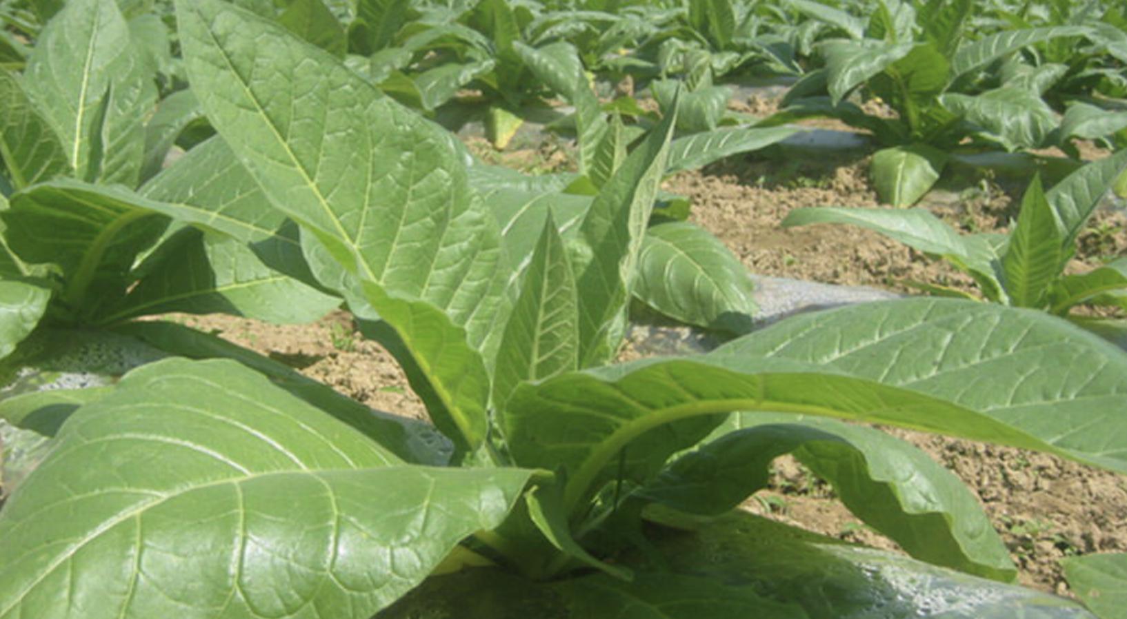 小猪说烟斗,小猪说烟斗入门