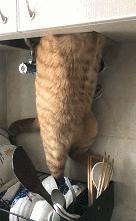 祝铲屎官麻麻节日快乐!毛孩子的行动超暖心了