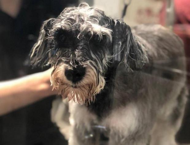 雪纳瑞和什么品种一起养比较好,雪纳瑞母的好养还是公的好养