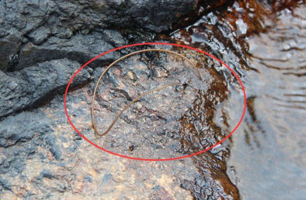 铁线虫入侵好看吗,铁线虫入侵吓人不