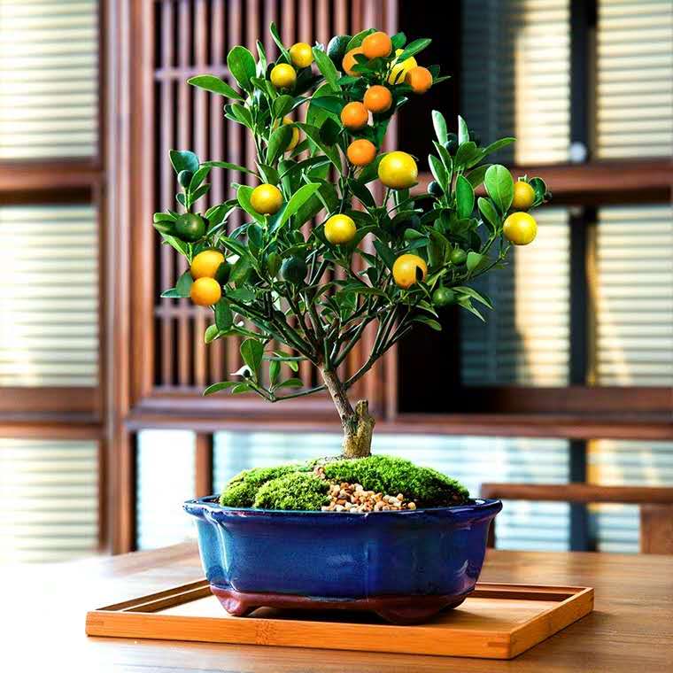 花卉容易出现的病虫害,花卉常见的病虫害