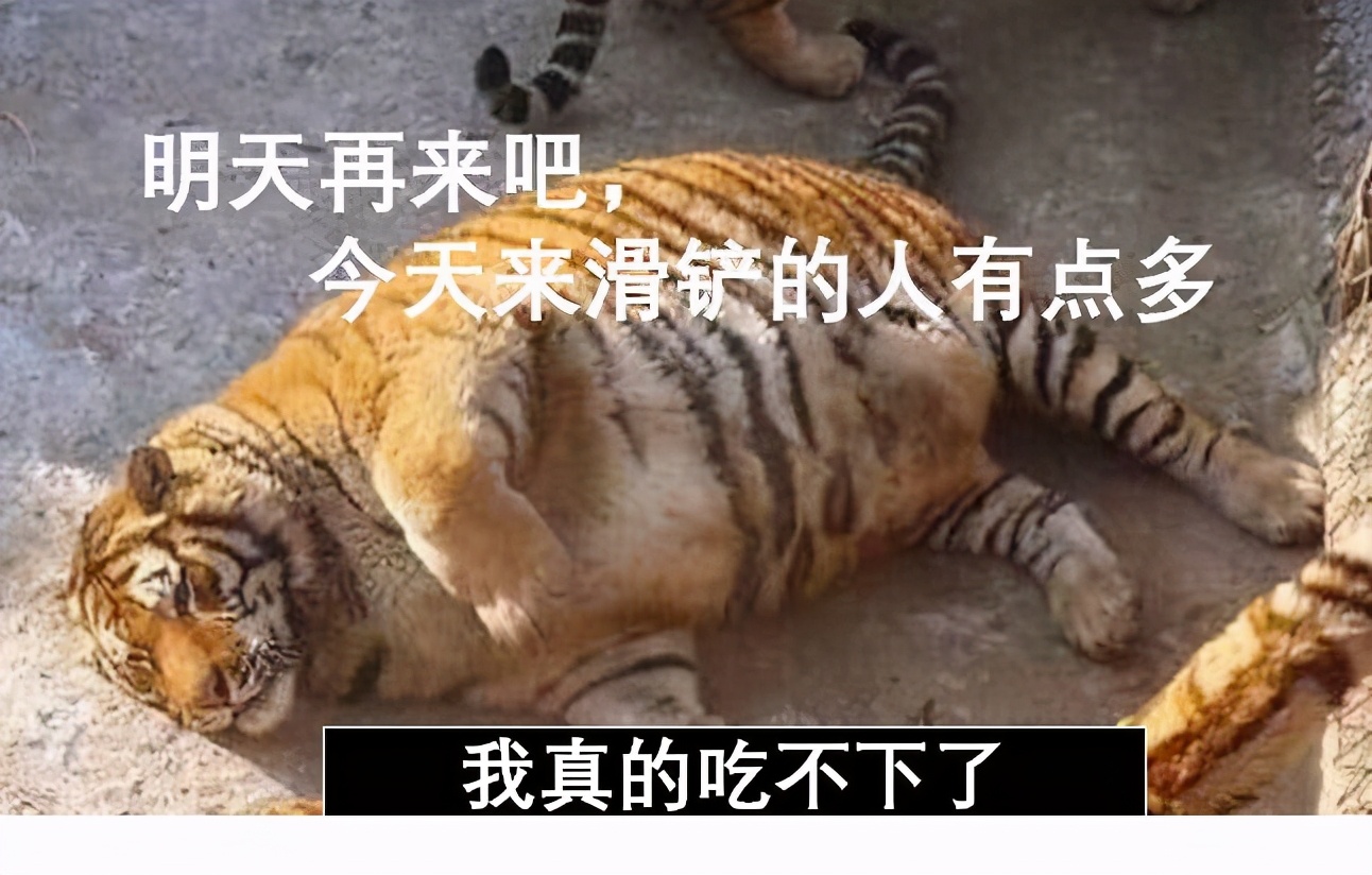 十只藏獒一只老虎能顶多久,一只老虎能战斗几只藏獒