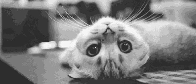 韩宝玲：养猫舔尻子记