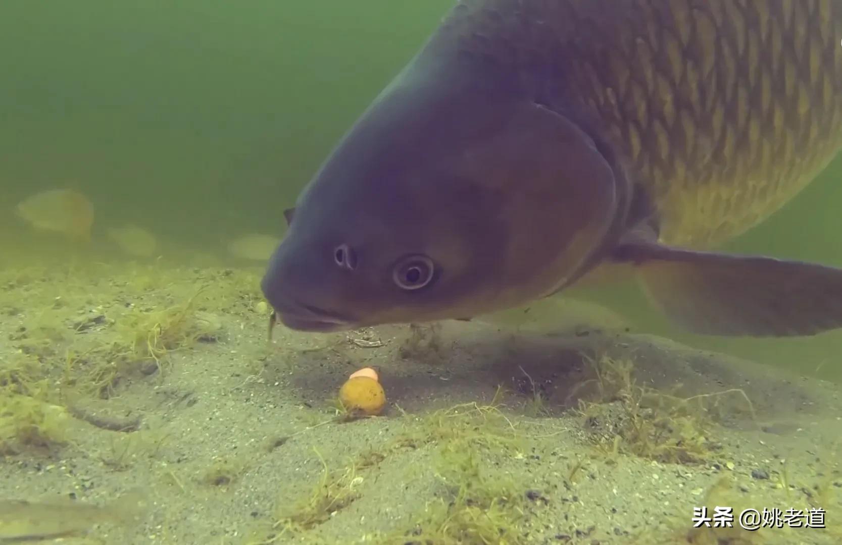 天凉后钓鱼,天凉了夜钓怎么钓好