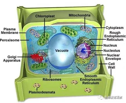细胞的亚显微结构,细胞亚显微结构模型