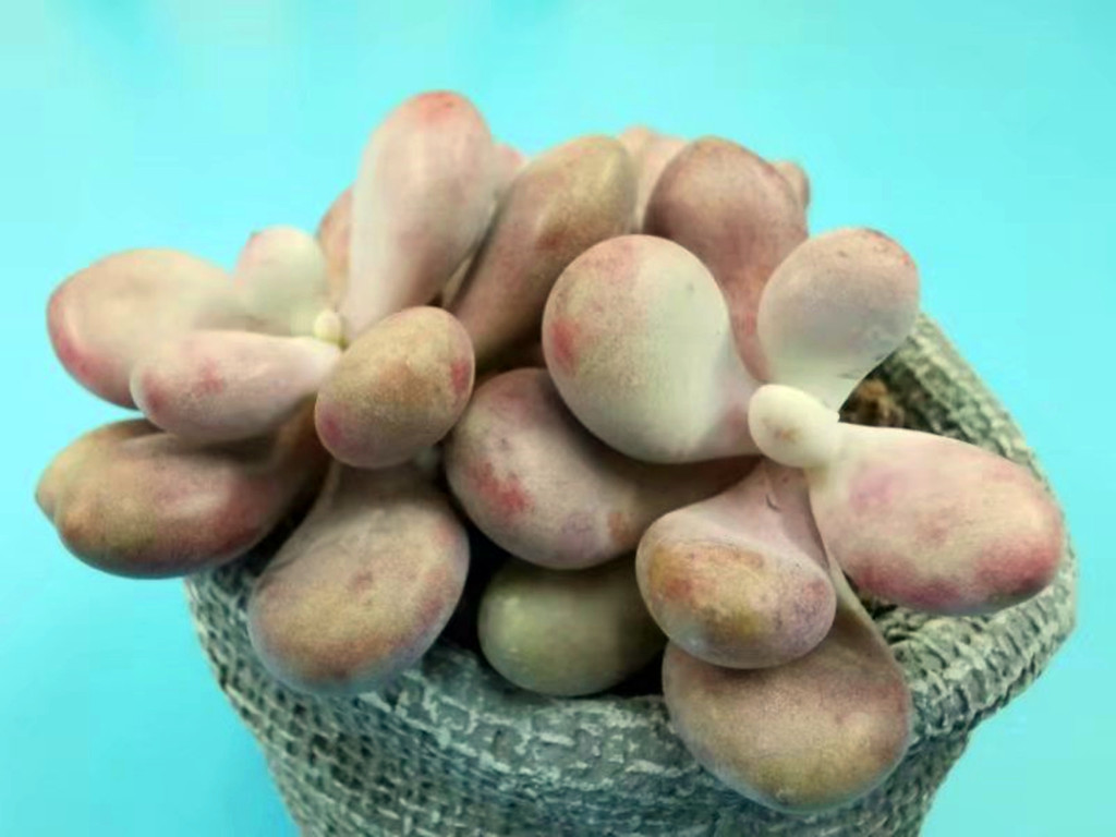 十里桃林是梦，桃蛋养护过程中问题不断才是“真相”，要这样解决