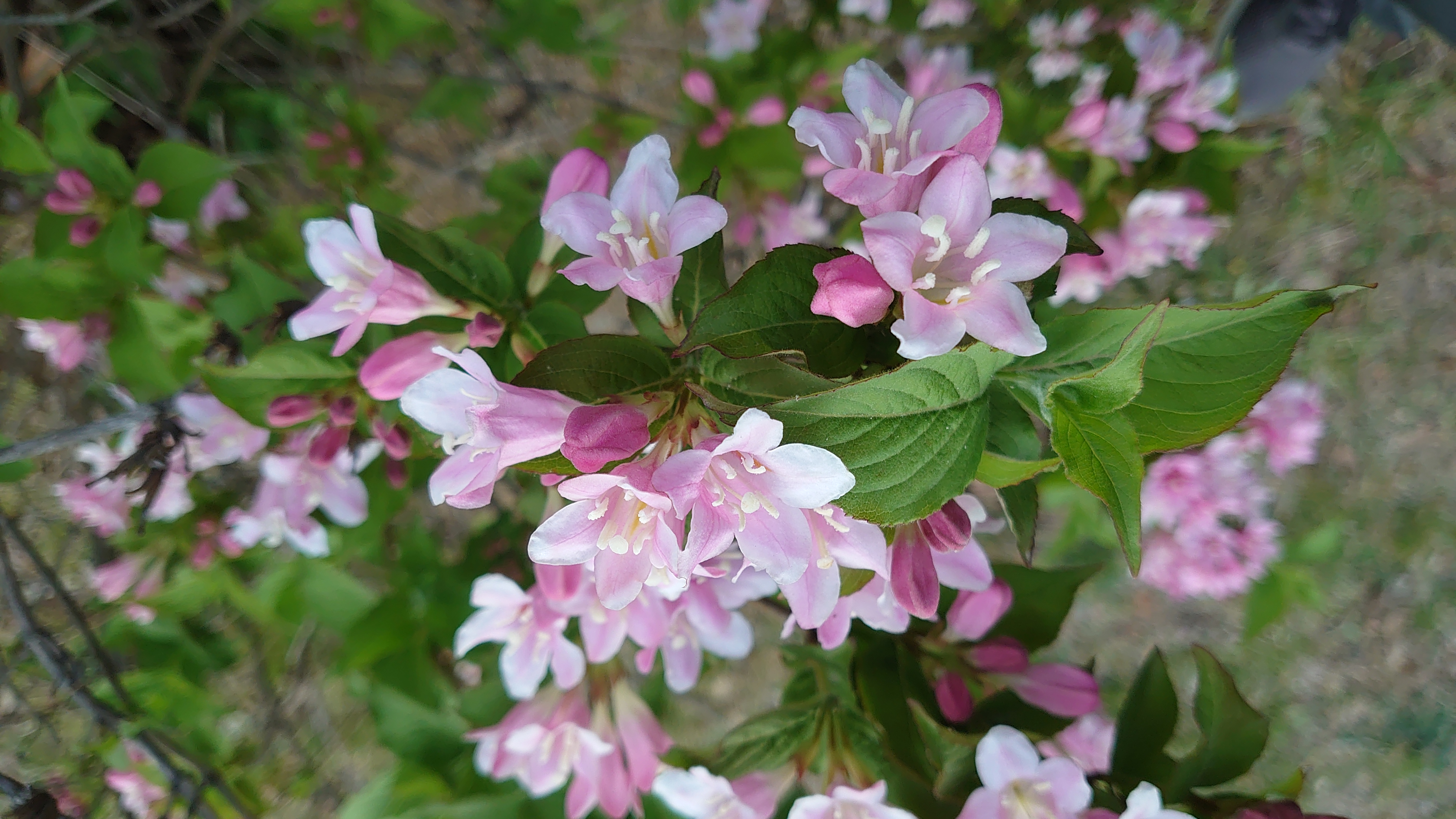 索尼微单手机xperia5i,索尼xperia5ii深度评测