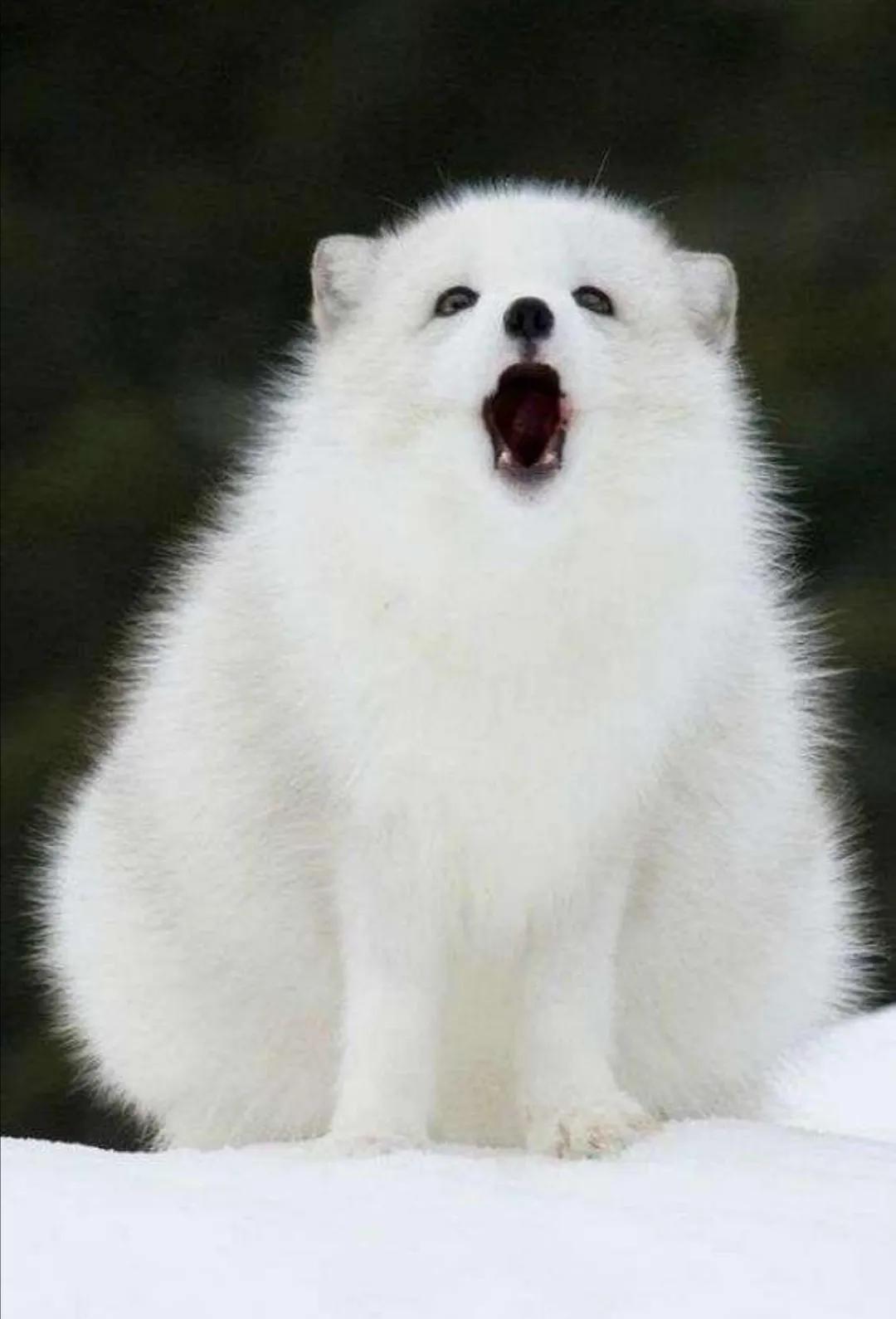 狐狸讨封该如何应对,狐狸讨封小说一口气看完