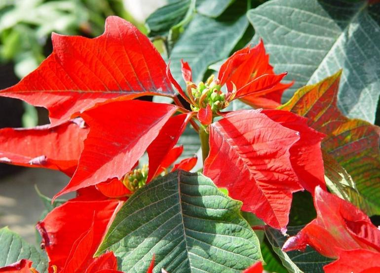 圣诞植物大全,圣诞节植物