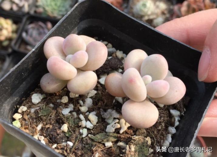 只用黄沙养多肉可以吗,多肉在小黑盆里养行吗