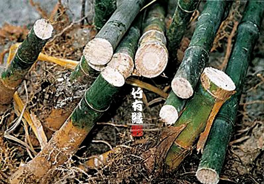 竹子本来就是空心的,竹子本就是空心的