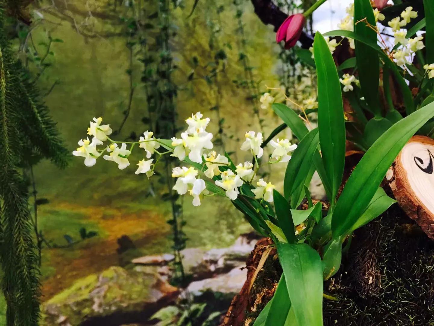 兰花最美的季节是冬季,北方冬季赏兰花