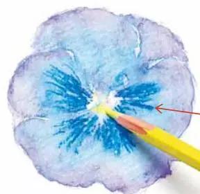 彩铅画云堇教程,三色堇彩铅画图片