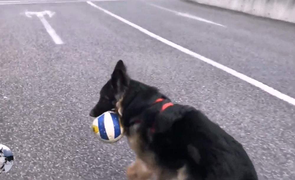 一只陪伴主人12年的德牧,德牧这种狗长大后有多可怕