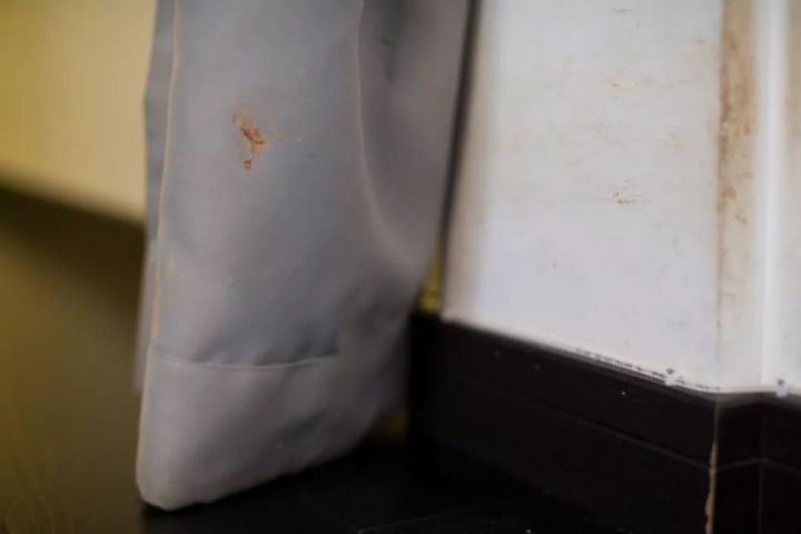 女子花25万元成功克隆宠物狗,女子花38万克隆去世的狗