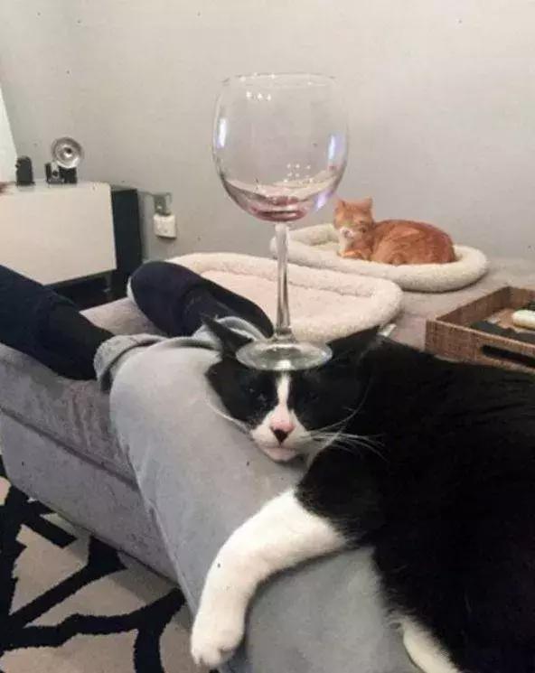 如何封印一只猫,怎么一招封印猫