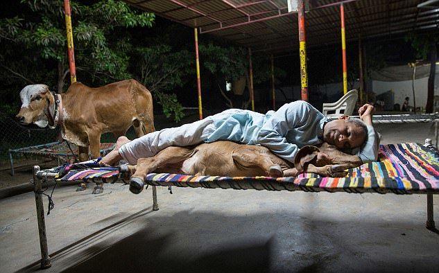 “印度牛人”帕萨纳：44岁富豪抛妻弃子，只为把心爱的母牛娶回家