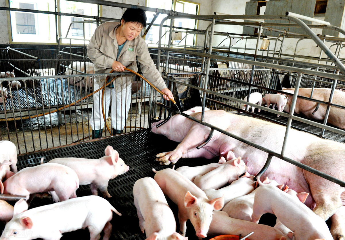 母猪中暑了怎么处理,即将临产母猪中暑症状