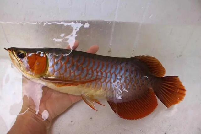 红龙哪种品种最好,如何挑选20公分以下的红龙