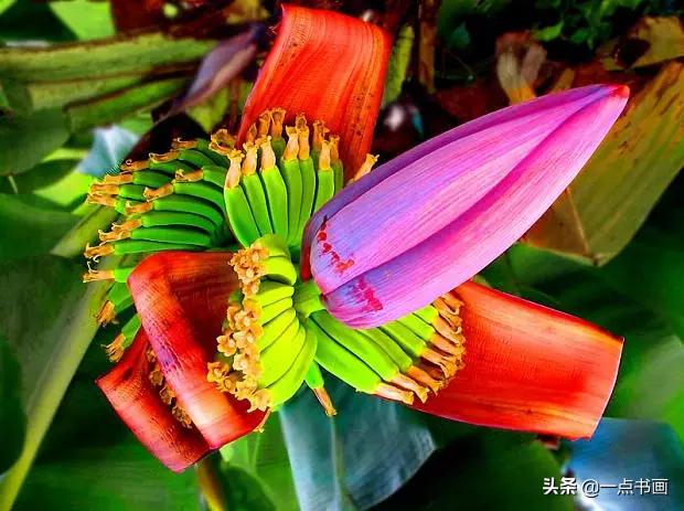 芭蕉叶画法教程,国画芭蕉画法视频