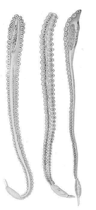 鱿鱼章鱼乌贼八爪鱼有什么区别,章鱼乌贼八爪鱼