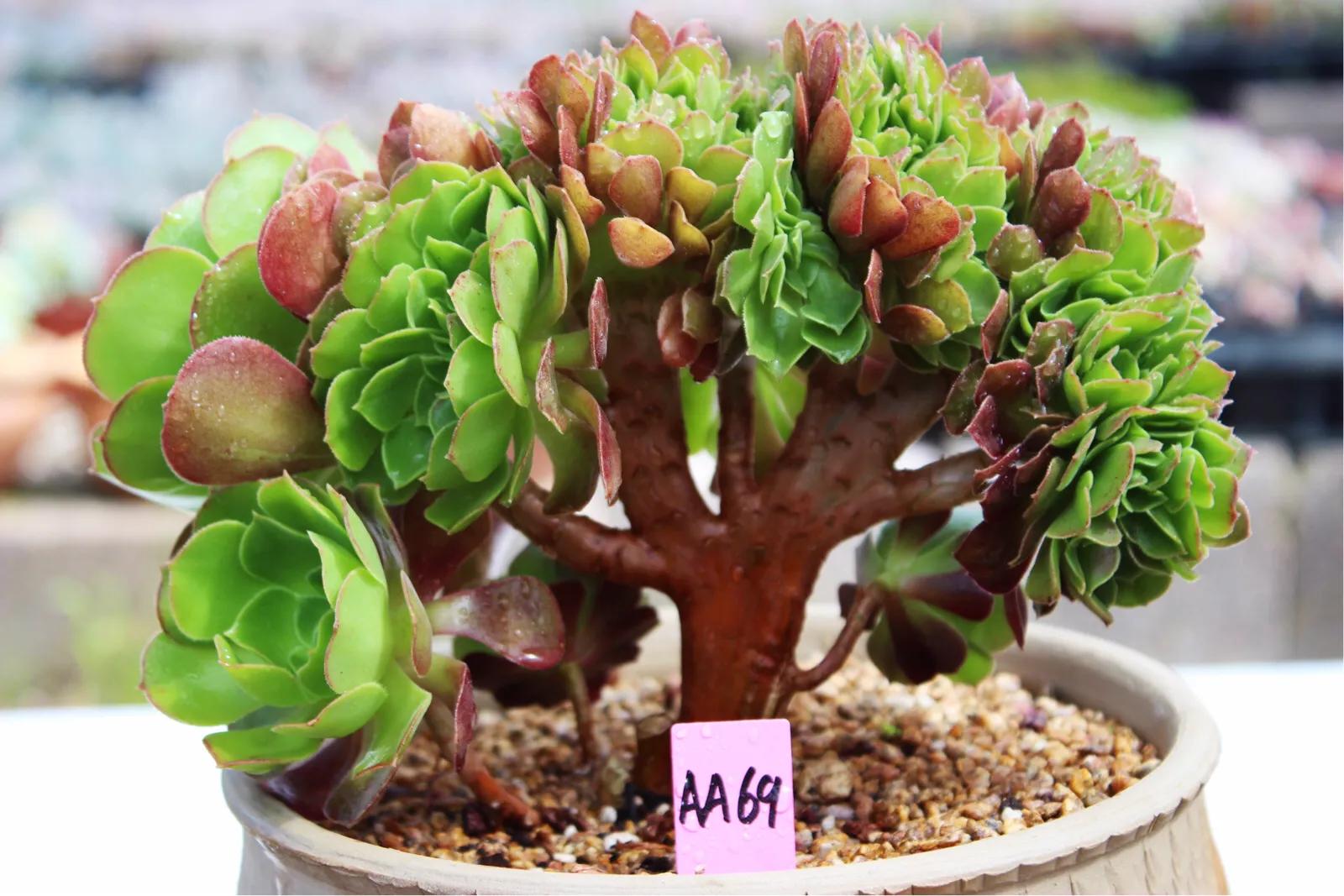 多肉法师韶羞现在能摘心吗,韶羞法师和荷兰玫瑰法师的区别