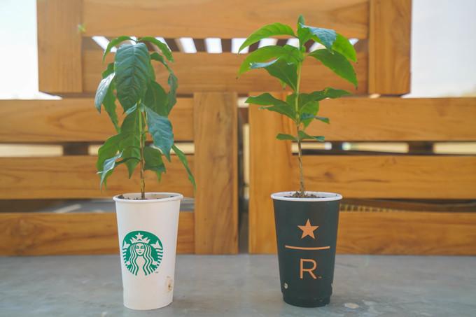 巴厘岛梦想旅行,巴厘岛梦乐城