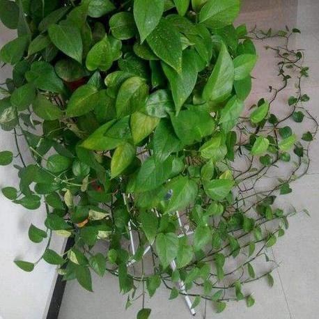 绿萝怎么养叶片长得快,绿萝叶片如何养小