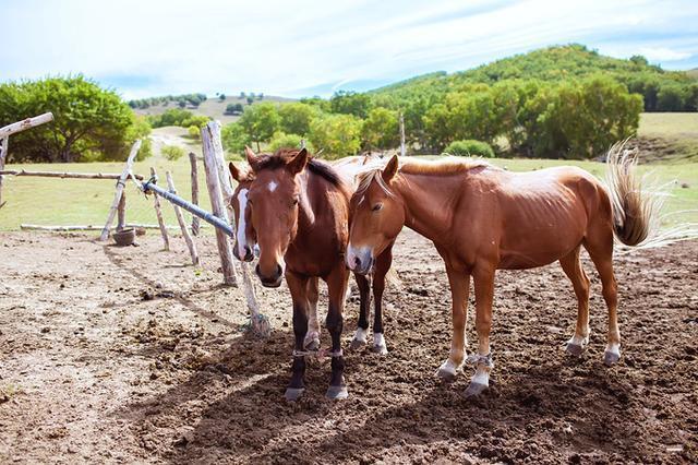 女子被毒蛇咬伤意识模糊,女子被蛇咬伤后竟没了心跳