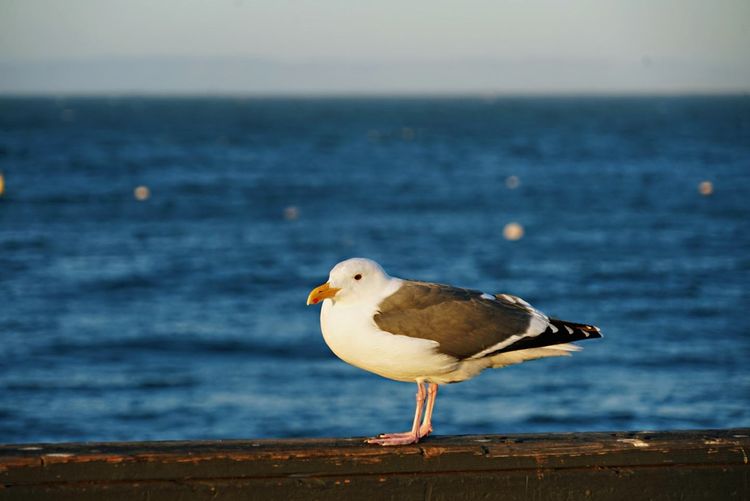 美国德州西部自由行,美国西海岸可以自由航行么