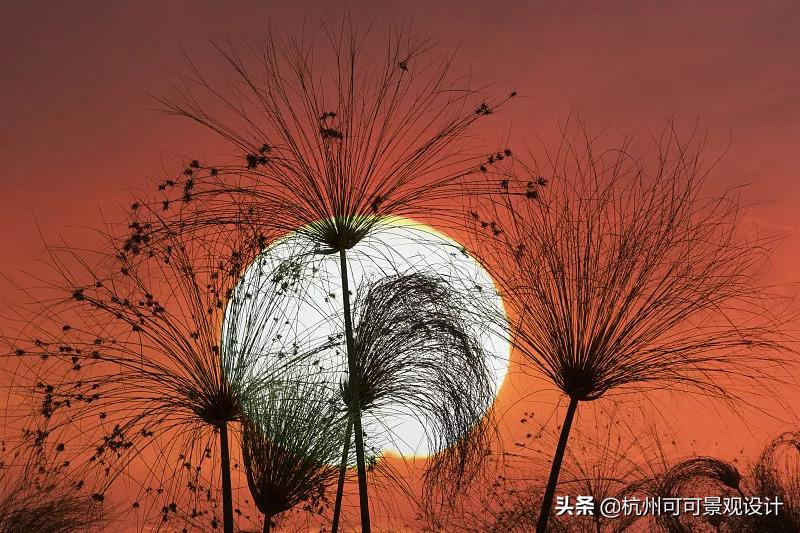 庭院长方形水池水景流水造景,庭院花池种植设计效果图