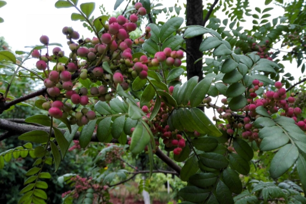 清香木叶子发黄掉叶怎么办,清香木掉叶子叶子上有油怎么回事