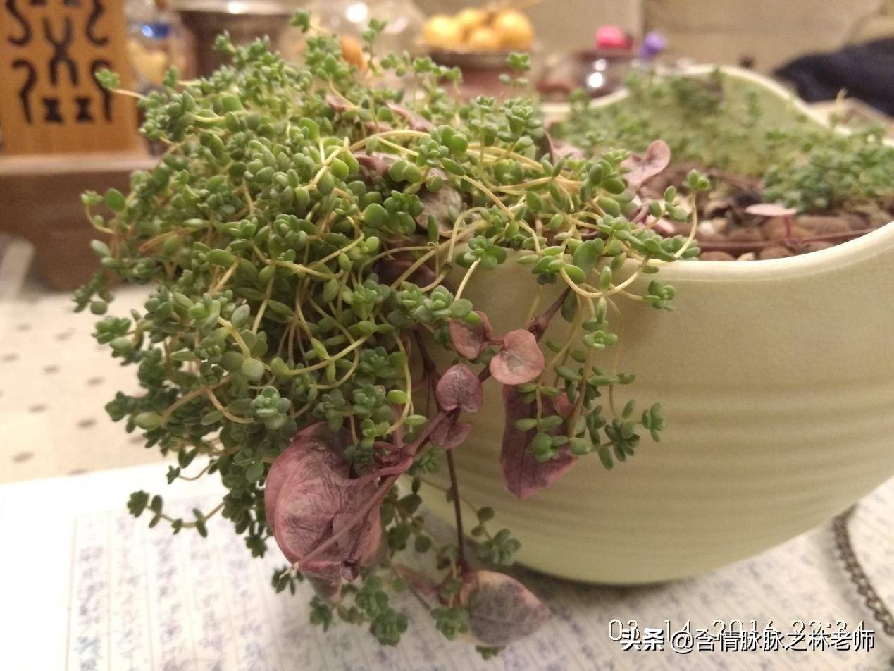 室内三种最旺家庭养植物,家居绿植哪些不适宜养