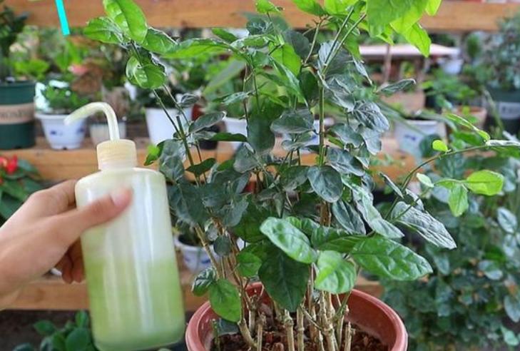 栀子花和发财树的夏季养法,栀子花树怎么养才能让叶子油亮