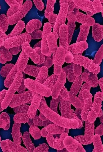 乳酸杆菌,乳酸杆菌有哪些菌种