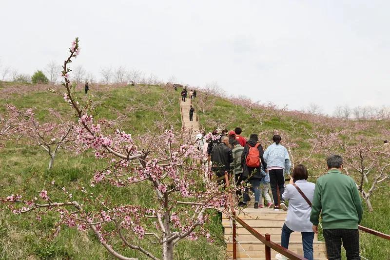 大梨树生态旅游区最佳时间,大梨树生态旅游区营业时间