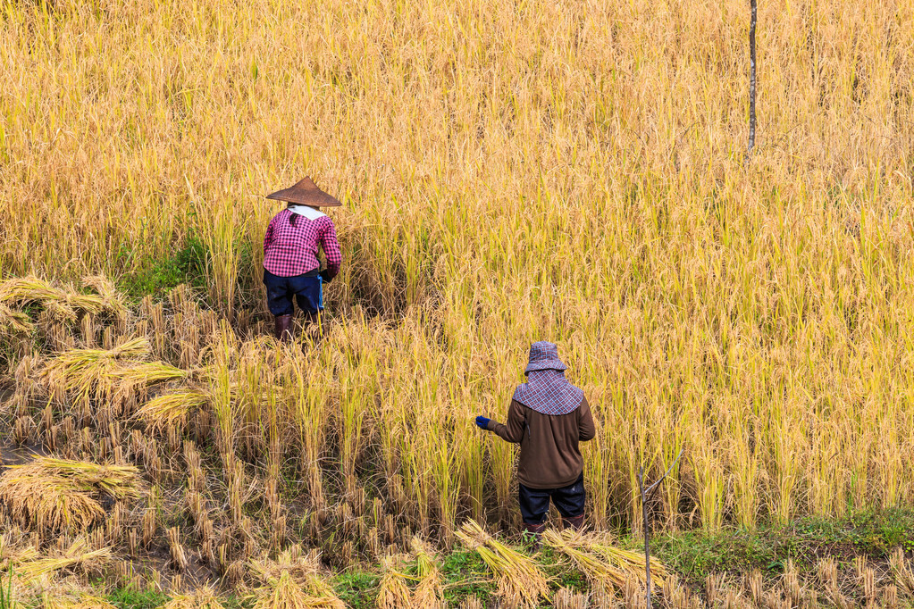 你家乡的粮食增产了吗,你家乡的小麦还有穗吗