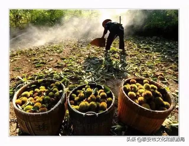 马上过年了买点北方的特产,快过年了有什么东西送给家人