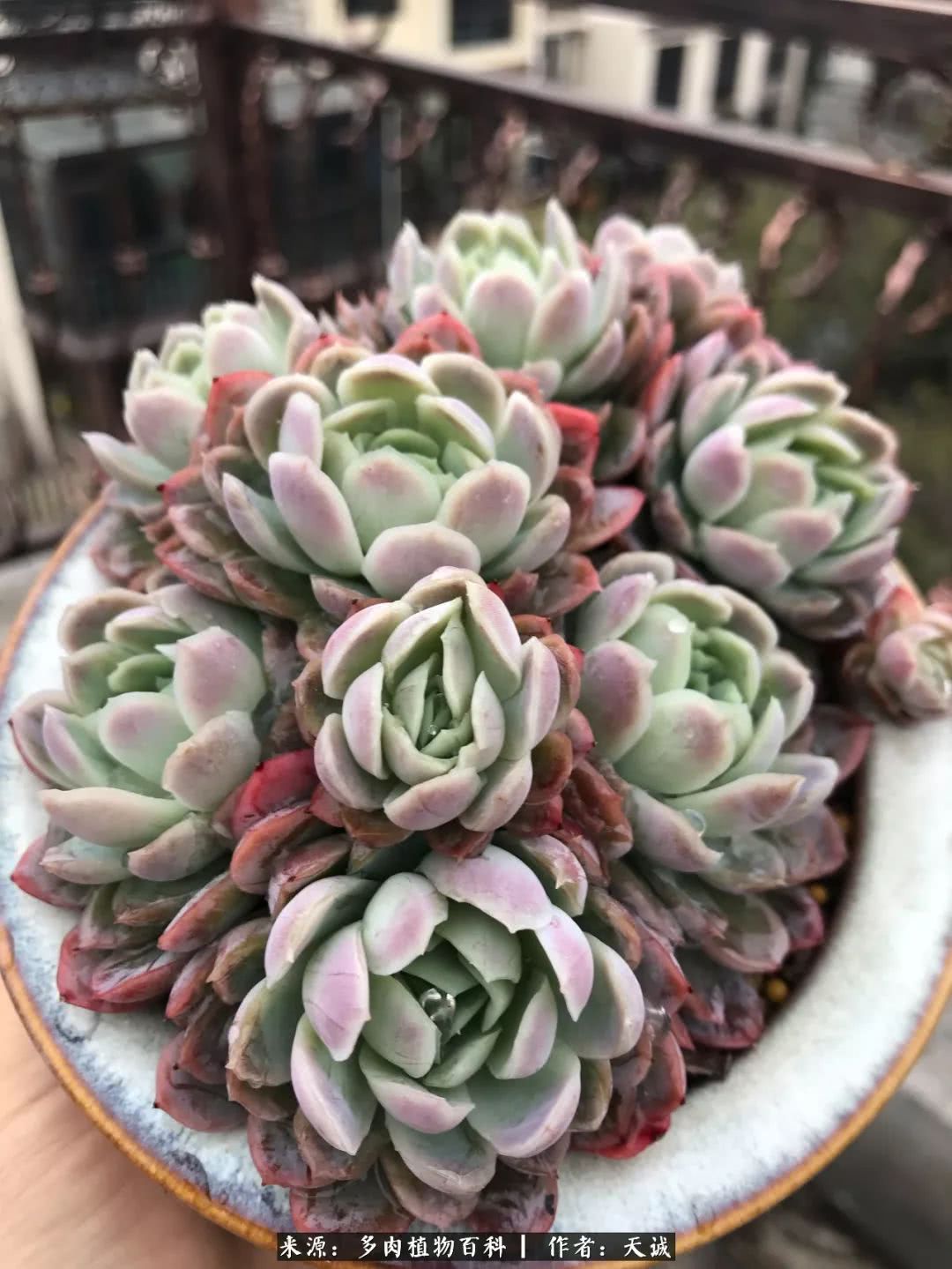 多肉从小养到大的过程,真爱的力量教程