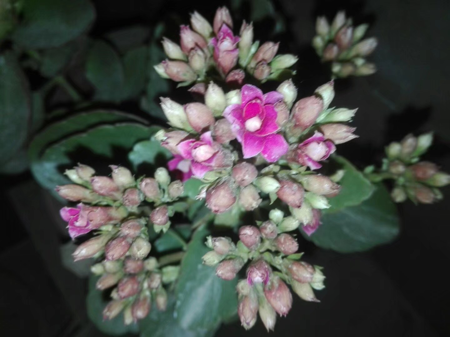 长寿花顶芽被虫吃,长寿花叶片被虫吃空了怎么办