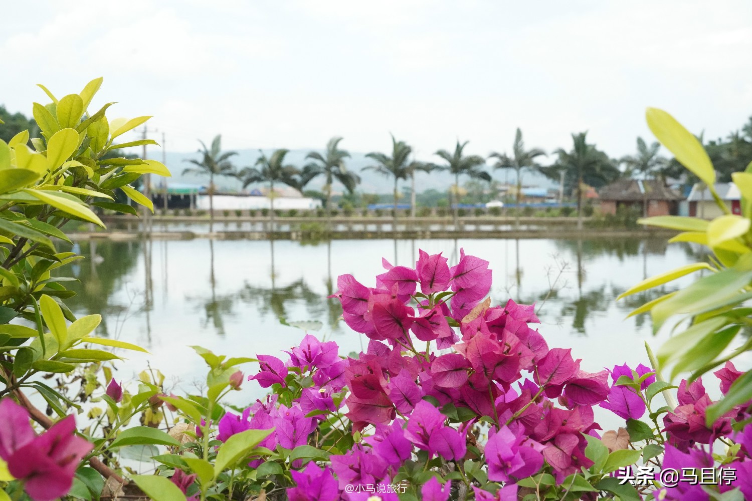 西双版纳看孔雀大象是哪个景点,西双版纳第一名景点
