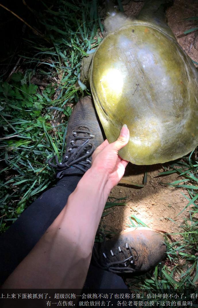 钓鱼人钓到鳖,南阳一46斤百年巨鳖上岸被捉