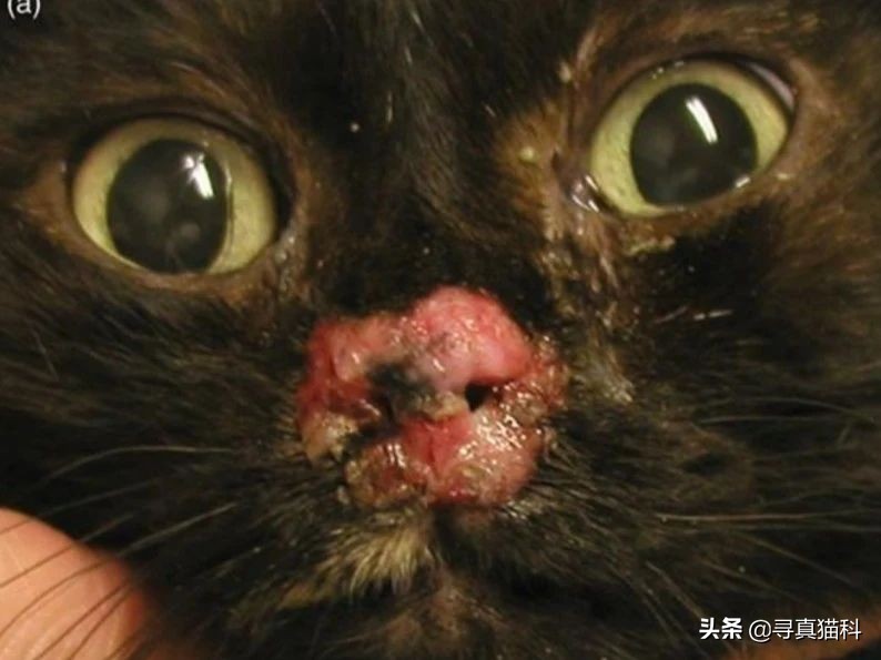 猫只流脓鼻涕打喷嚏也是疱疹吗,猫得了疱疹病毒只打喷嚏和流鼻涕