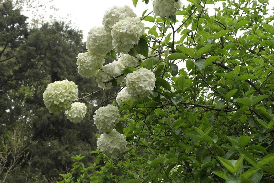 琼花是什么花长在哪里,琼花到底是什么花啊